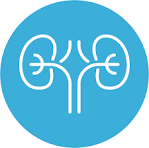 Nephrology Icon
